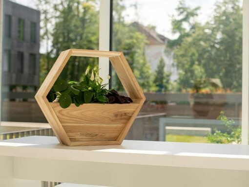 Fotografie „Planty Places“